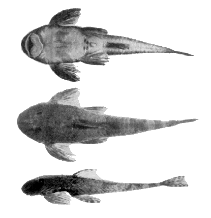 Image of Harttia torrenticola 