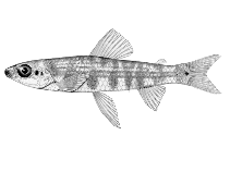 Image of Nannocharax angolensis 