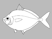 Image of Deveximentum mekranense (Mekran ponyfish)