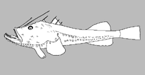 Image of Lophiodes iwamotoi (Long-spine anglerfish)