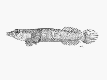 Image of Lepadichthys caritus (Pale clingfish)