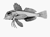 Image of Lepidotrigla mulhalli (Roundsnout gurnard)