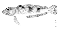 Image of Nototheniops nudifrons (Yellowfin notie)