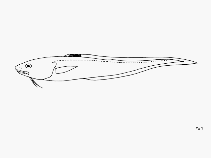 Image of Lepophidium stigmatistium (Mexican cusk-eel)