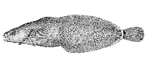 Image of Liparis rutteri (Ringtail snailfish)
