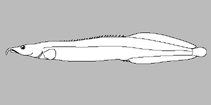 Image of Macrognathus pavo 
