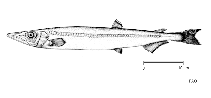 Image of Magnisudis prionosa (Southern barracudina)