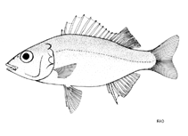 Image of Mesopristes elongatus (Plain terapon)