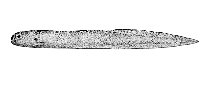 Image of Melanostigma pammelas (Midwater eelpout)