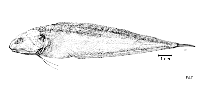Image of Monomitopus vitiazi (Spearcheek cusk)