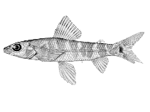 Image of Nannocharax macropterus (Broad-barred citharine)