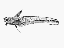 Image of Nezumia semiquincunciata 