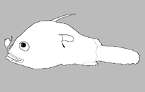 Image of Dolopichthys jubatus 