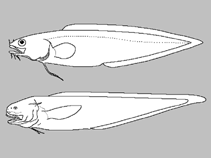 Image of Lepophidium wileyi (Fringed cusk-eel)