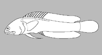 Image of Opistognathus ensiferus (Mannar jawfish)