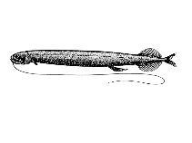 Image of Odontostomias masticopogon 