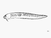 Image of Ophidion galeoides (Striped cusk eel)