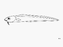 Image of Ophidion iris (Rainbow cusk eel)