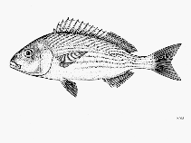 Image of Orthopristis cantharina (Sheephead grunt)