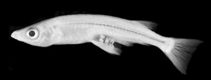 Image of Oryzias sarasinorum (Sarasins minnow)