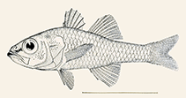 Image of Ostorhinchus atrogaster (Blackbelly cardinalfish)