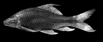 Image of Osteochilus enneaporos 