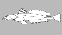 Image of Platycephalus aurimaculatus (Toothy flathead)