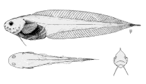 Image of Paraliparis calidus (Lowfin snailfish)