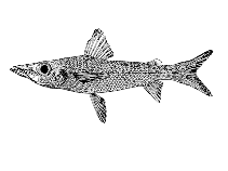 Image of Parasudis fraserbrunneri 