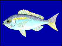 Image of Paracaesio gonzalesi (Vanuatu snapper)