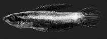 Image of Parosphromenus parvulus 