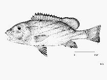 Image of Plectorhinchus paulayi (Zebra sweetlip)