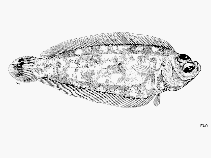 Image of Poecilopsetta praelonga (Alcock\