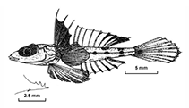 Image of Protogrammus antipodus 