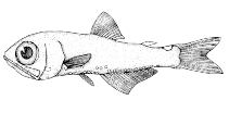 Image of Protomyctophum crockeri (California flashlightfish)
