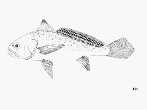 Image of Pseudotolithus elongatus (Bobo croaker)