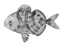Image of Psenes maculatus (Silver driftfish)