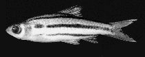 Image of Desmopuntius johorensis (Striped barb)
