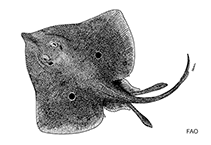 Image of Raja bahamensis (Bahama skate)