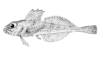 Image of Rastrinus scutiger 