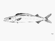 Image of Rexea brevilineata (Short-lined escolar)