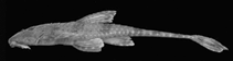 Image of Rineloricaria zaina 