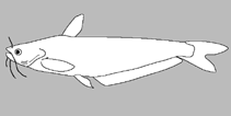 Image of Pareutropius debauwi (African glass catfish)