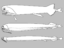 Image of Bathophilus abarbatus (Barbless dragonfish)