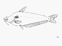 Image of Schilbe moebiusii 