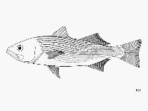 Image of Seriphus politus (Queen croaker)