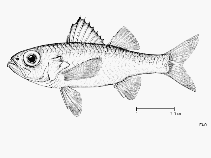 Image of Parascombrops pellucidus 