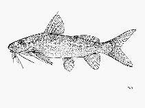 Image of Synodontis punctulatus 