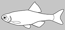 Image of Tanichthys albiventris 
