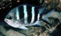 Image of Abudefduf natalensis (Natal sergeant)